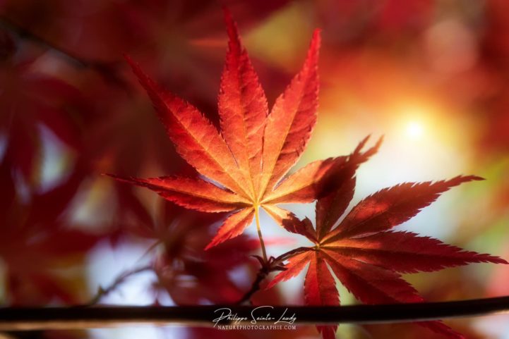 Lumière du soir sur une feuille d'érable du Japon