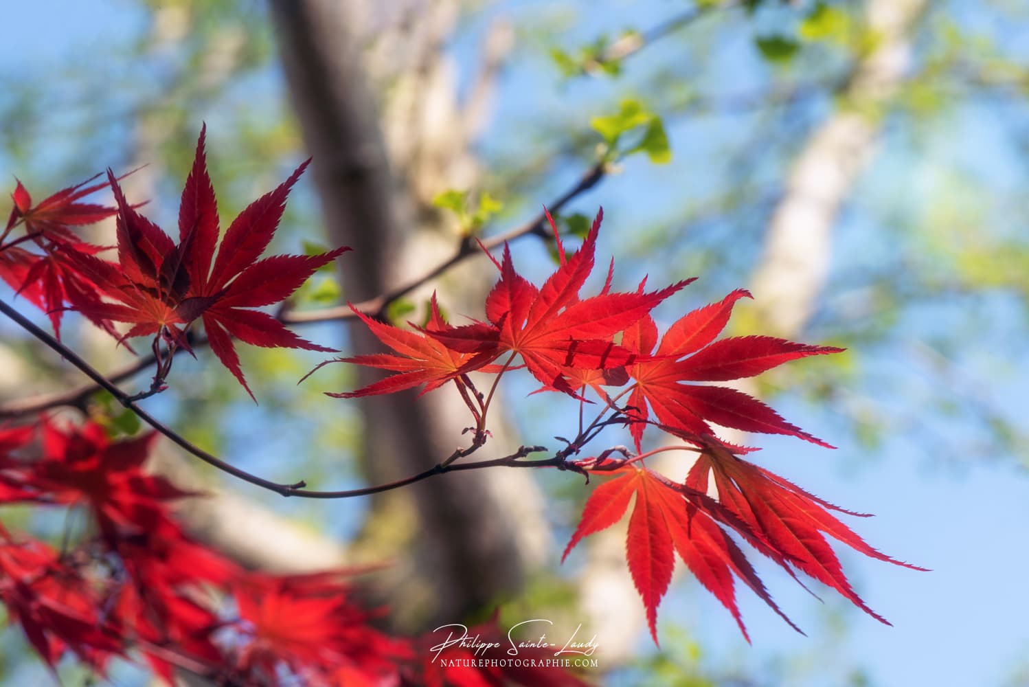 Peinture sur verre - Feuille acrylique - Cascade - Érable du Japon - Rouge  - Water 