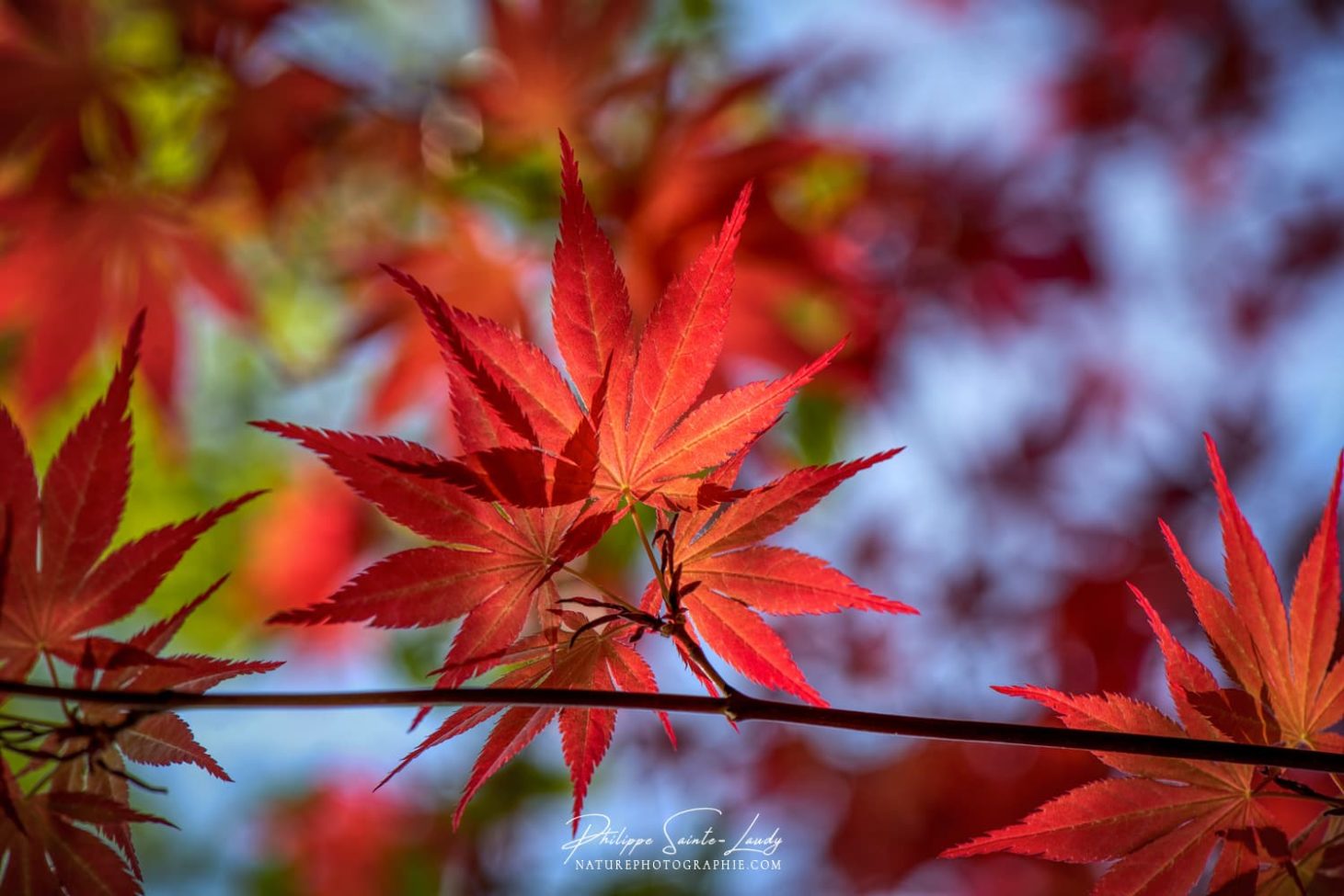 Feuilles rouges d'érable Japonais