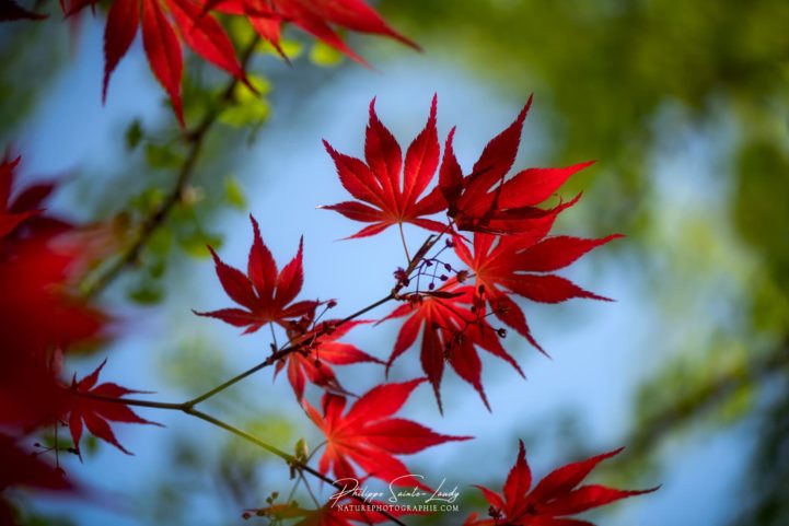 Les couleurs du printemps dans un érable
