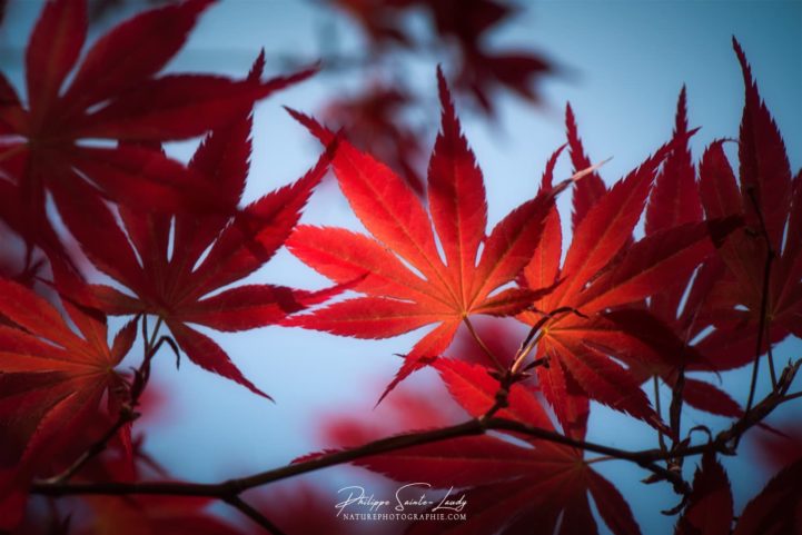 Feuilles d'érable du Japon dans la pénombre