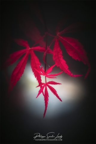 Spot lumineux sur feuilles d'érable rouge