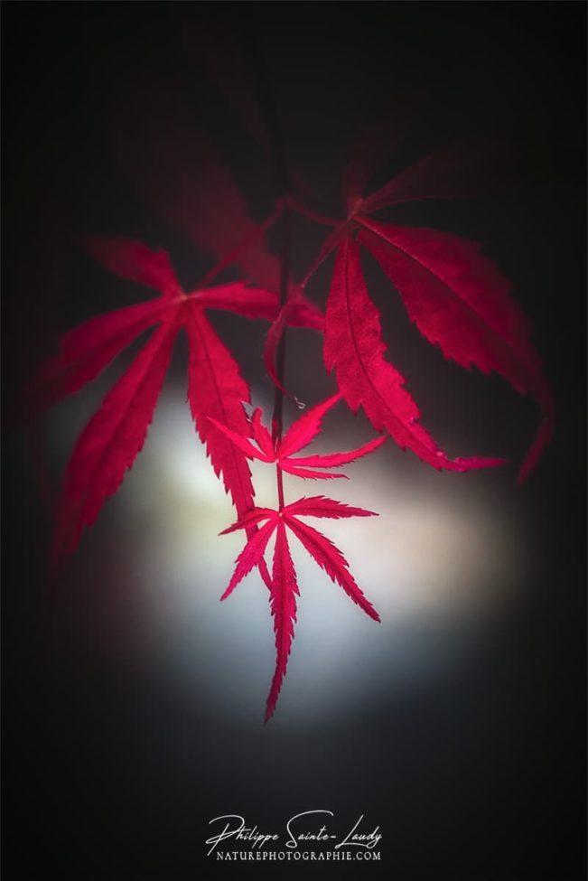 Spot lumineux sur feuilles d'érable rouge