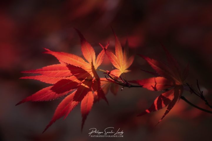 Lumière discrète sur une feuille d'érable du Japon