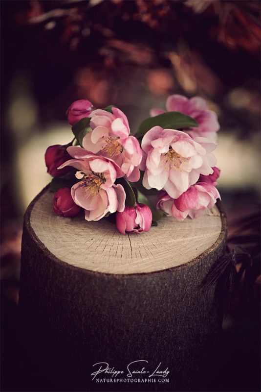 Fleurs de pommier japonais sur un tronc