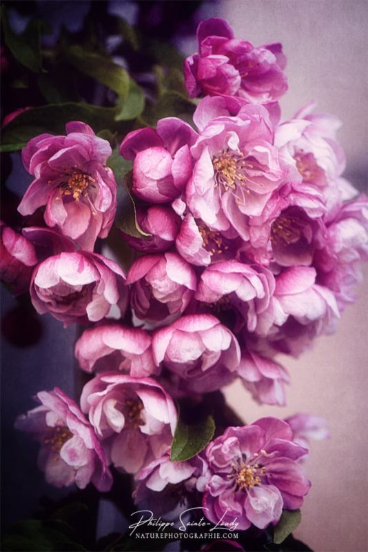 Les fleurs roses d'un pommier du Japon
