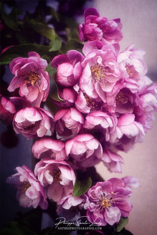 Les fleurs roses d'un pommier du Japon