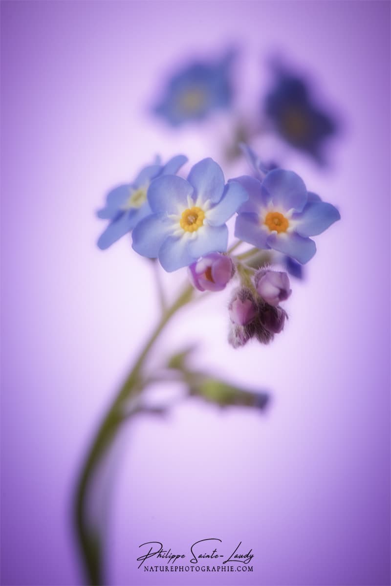 Délicates myosotis