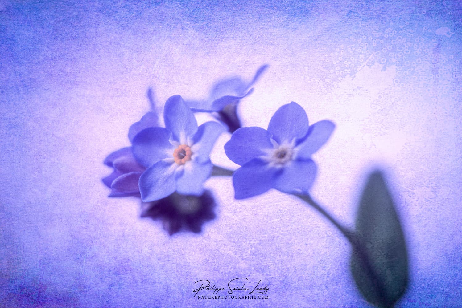 Myosotis avec une texture photo