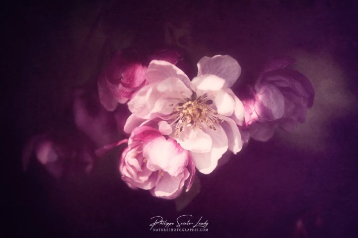 Gros plan sur une fleur de pommier du japon