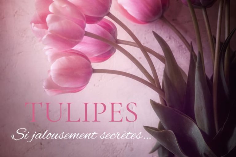 Tulipes en photo