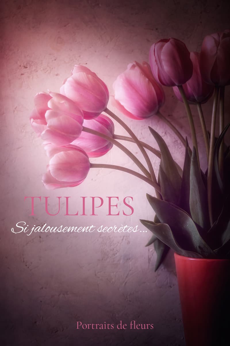 Tulipes en photo