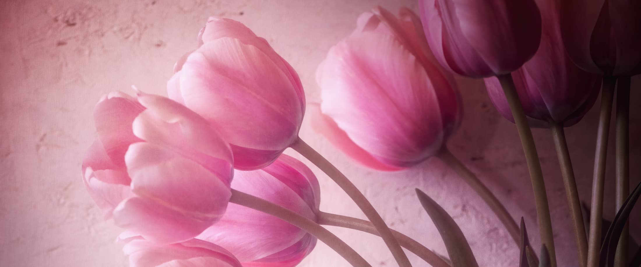 Tulipe, symbolique de la fleur. Origine et galerie photos.
