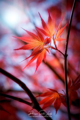 Feuilles d'érable du Japon dans la lumière