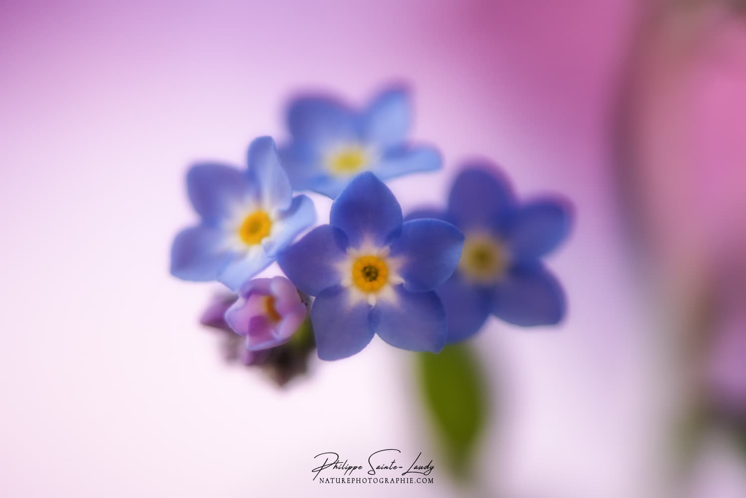 Myosotis en macrophotographie