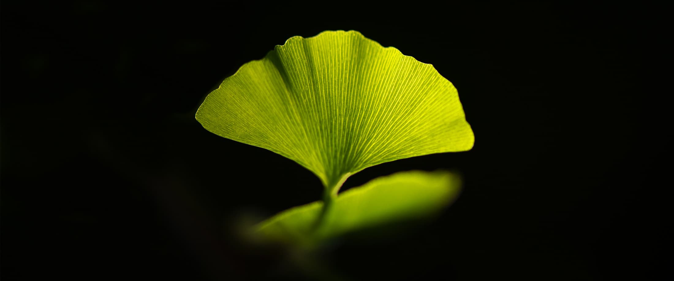 Photo d'une feuille de Ginkgo Biloba