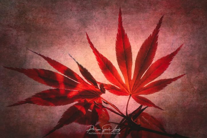 Texture photo sur des feuille d'érable du Japon