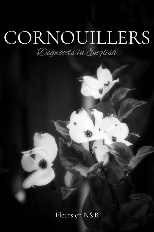 Photos de cornouiller blanc en noir et blanc