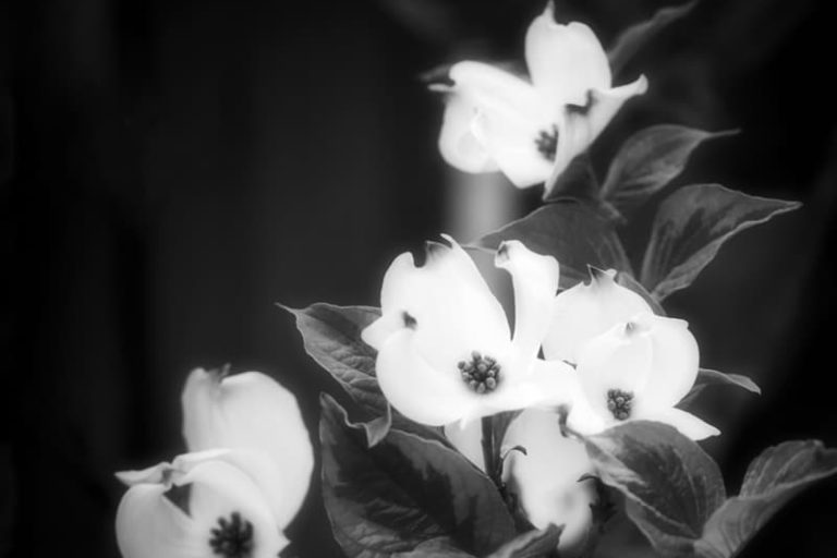 Photos de cornouiller blanc en noir et blanc