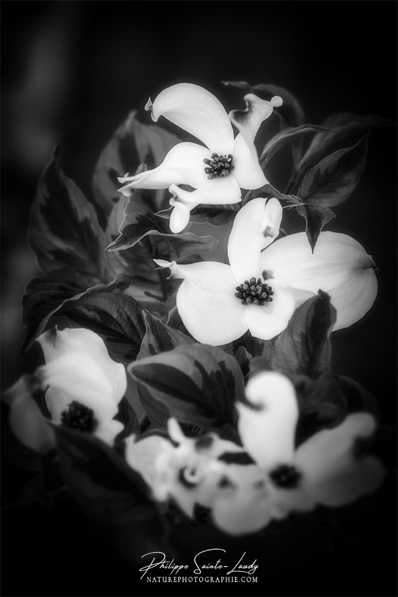 Photo de fleurs en noir et blanc - dogwoods ou cornouiller blanc