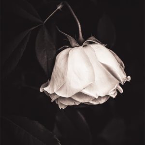 Darling Portrait d'une rose