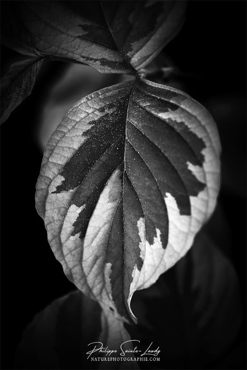 Feuille de cornouiller