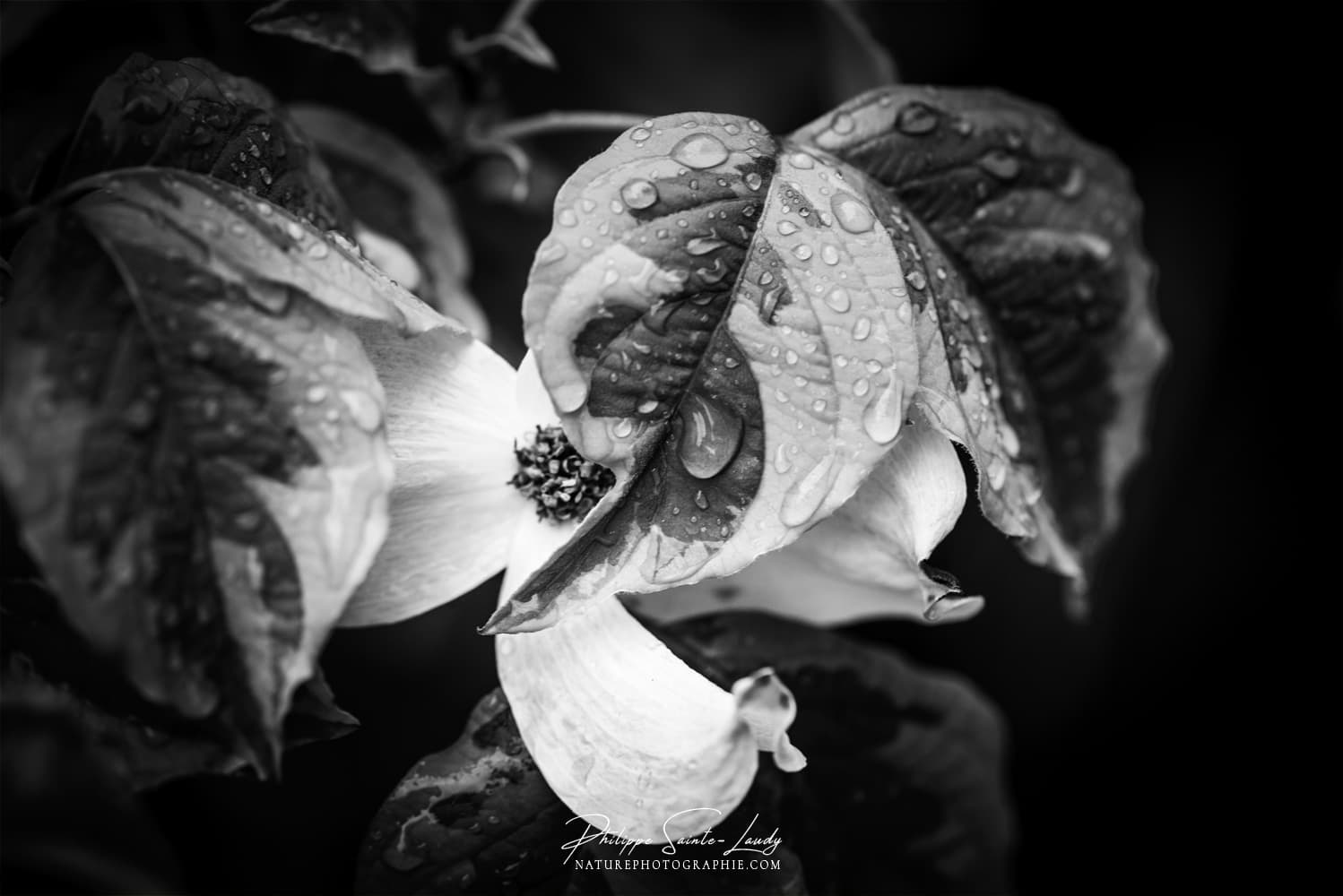 Fleur de cornouiller après la pluie