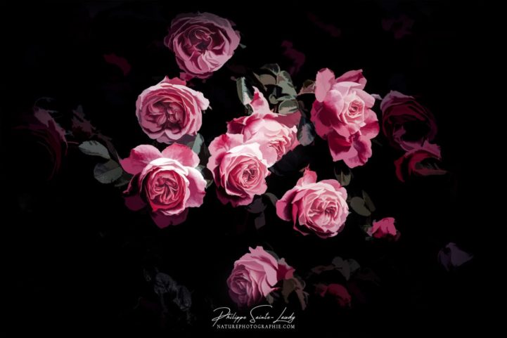 Fleurs roses