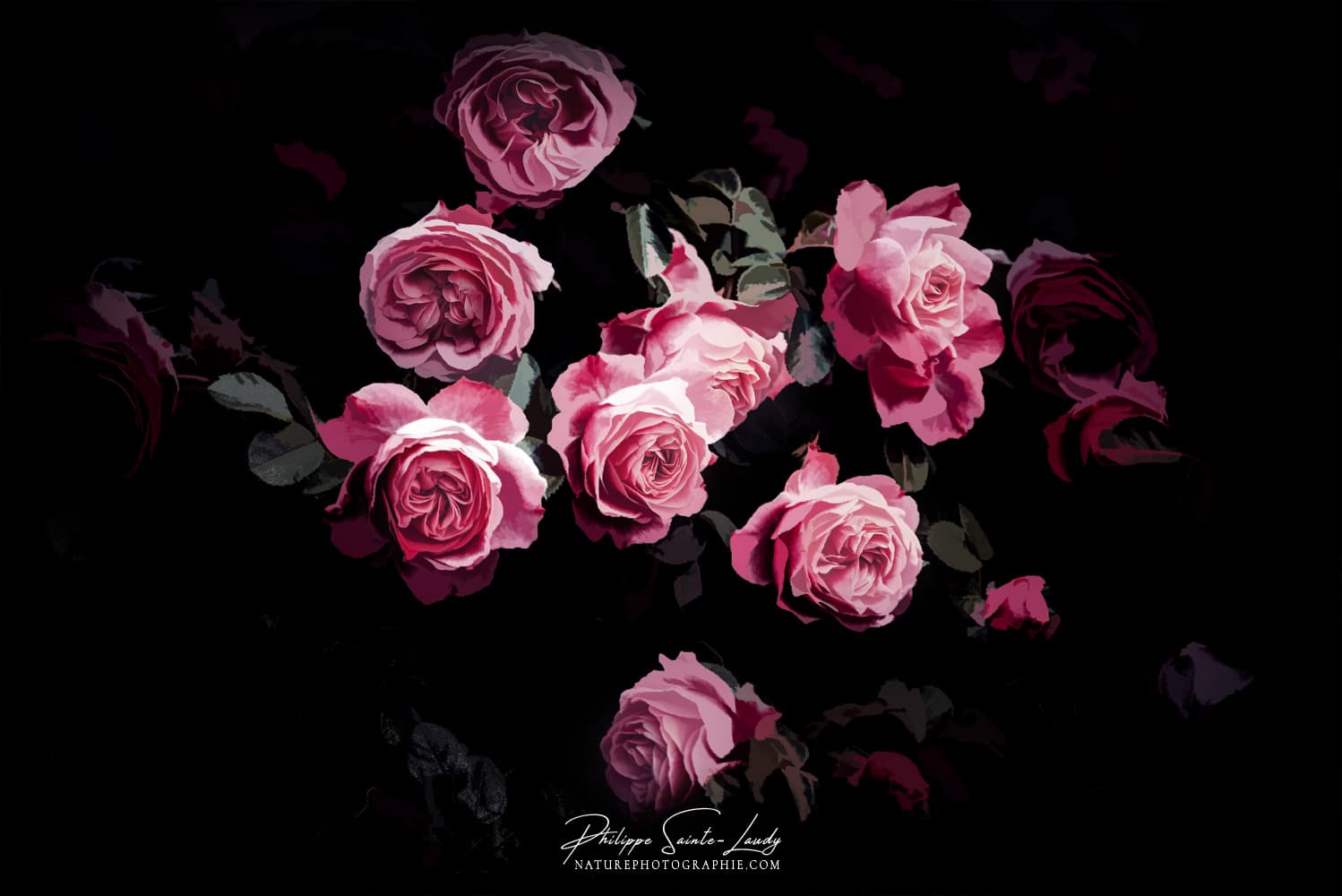 Fleurs roses