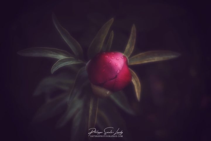 Effet Orton sur Pivoine rouge