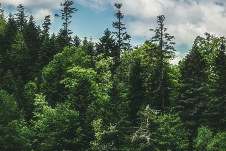 Sapins des Vosges
