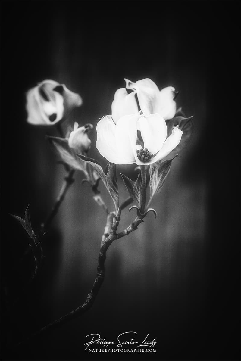 Fleurs en noir et blanc - Dogwoods