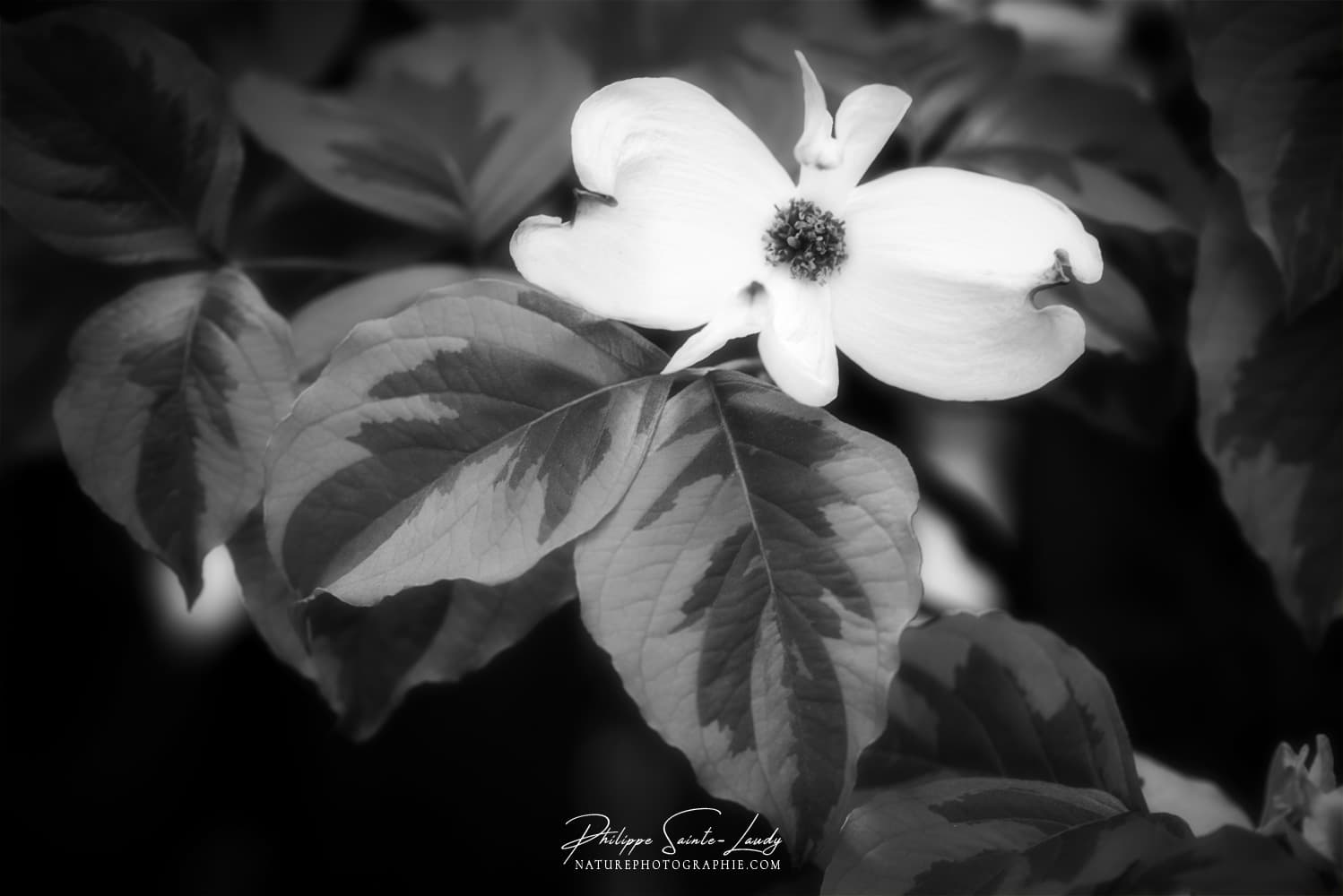 Cornouiller en fleurs