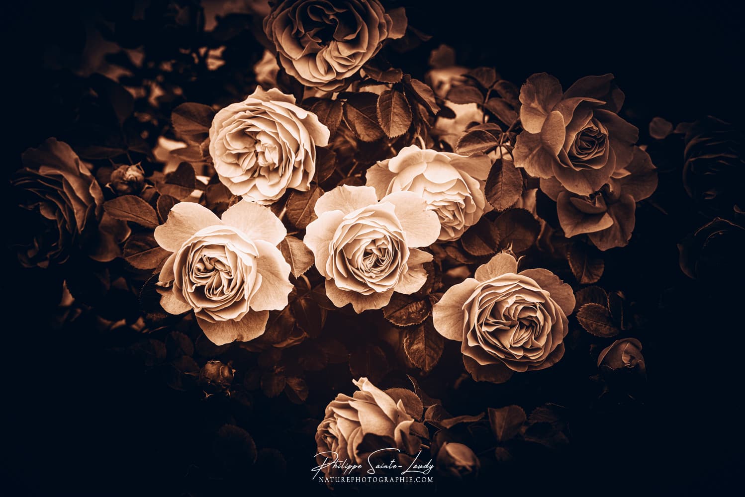 Roses vintage