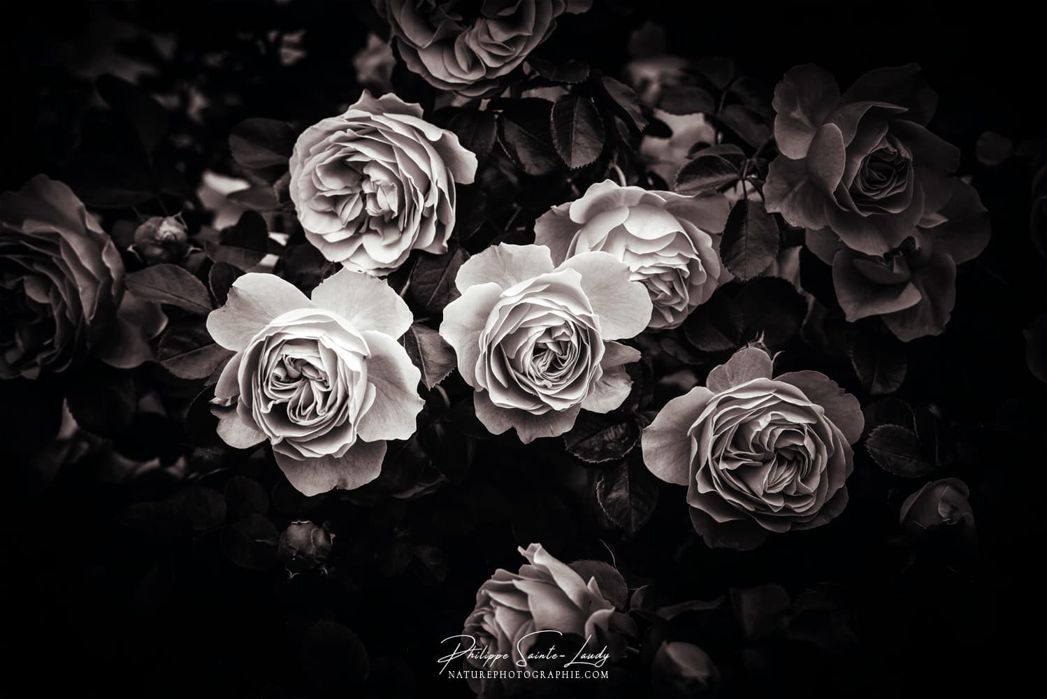 Roses en noir et blanc