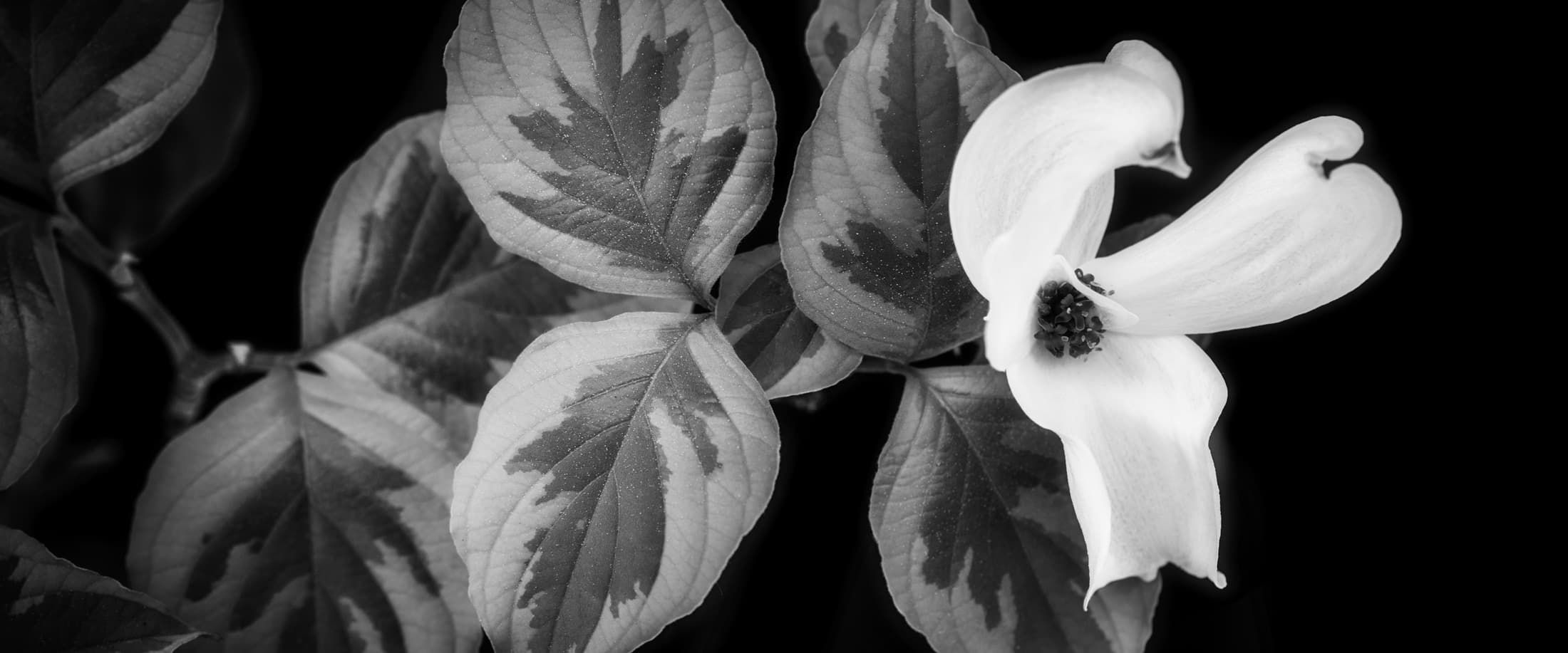 Photos de cornouiller blanc