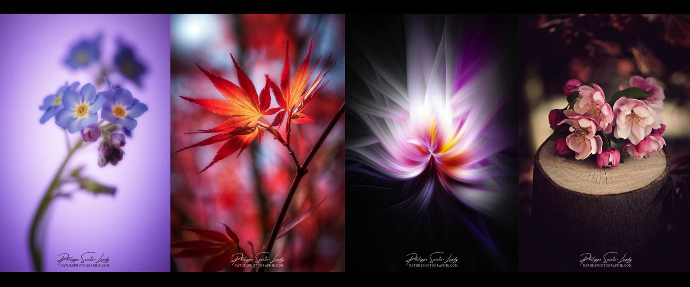 Photos de nature prises pendant le confinement