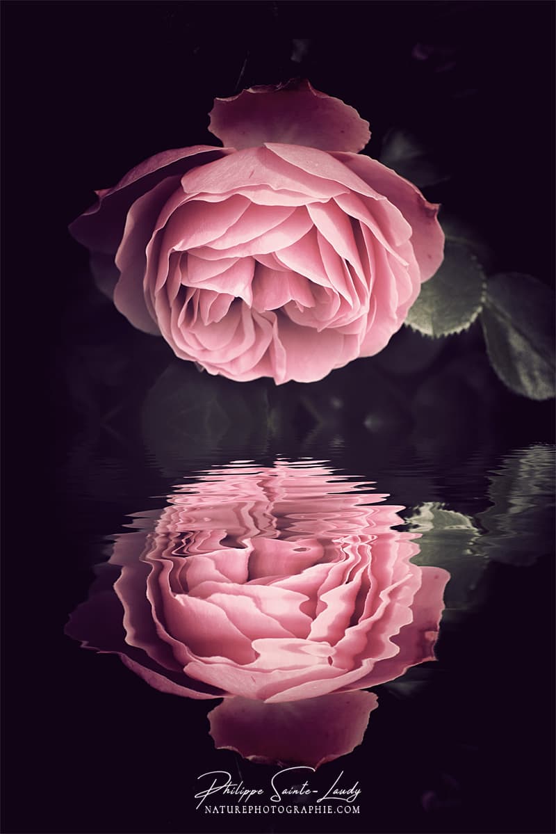 Reflet d'une rose