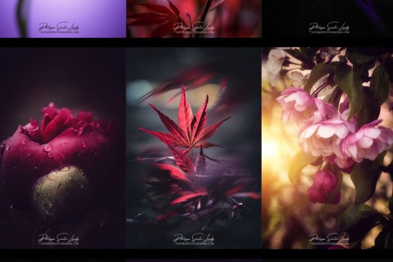 Retrospective photos nature
