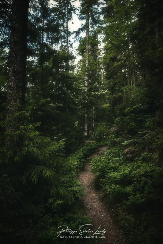 Sentier sombre dans la forêt Vosgienne