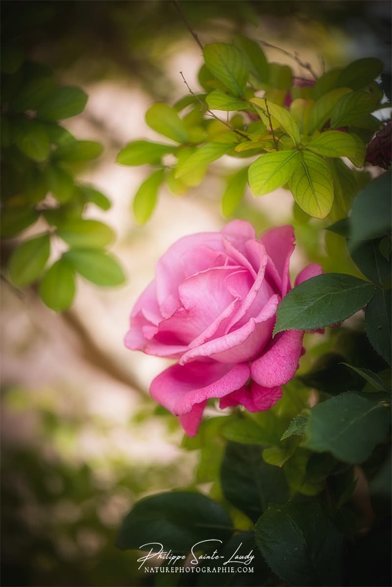 Une rose tournée vers la lumière