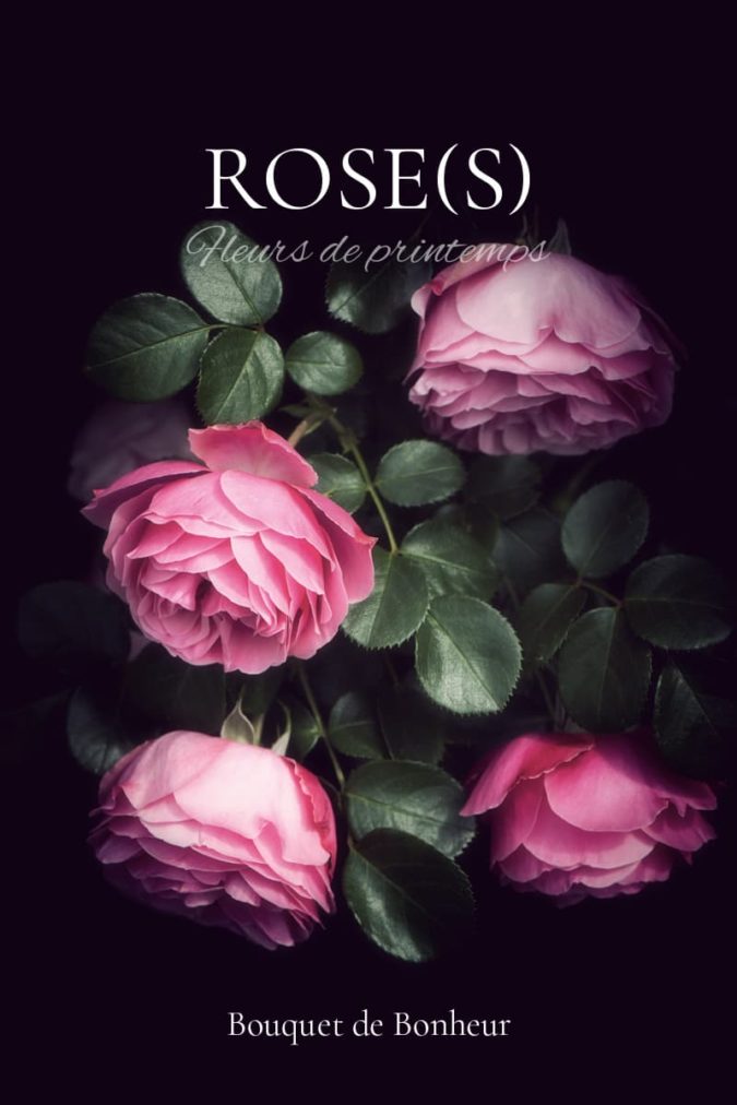 Roses Photos de roses