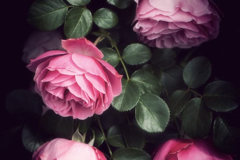 Photos de roses