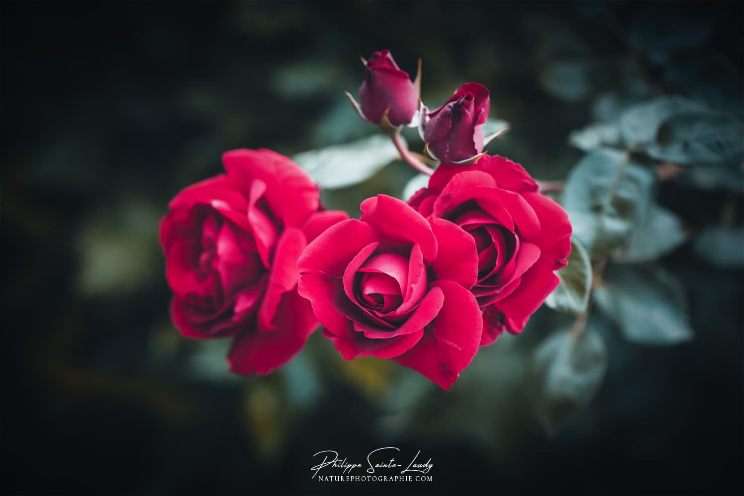 Roses rouges