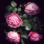 Jolies roses