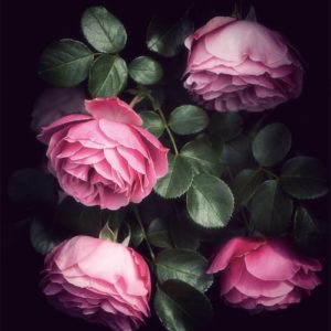 Sweet Roses Jolies roses
