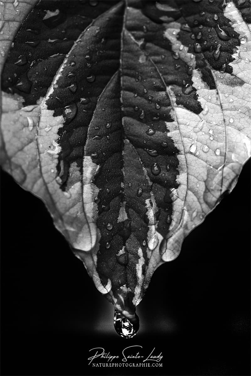 Feuille de cornouiller sous la pluie