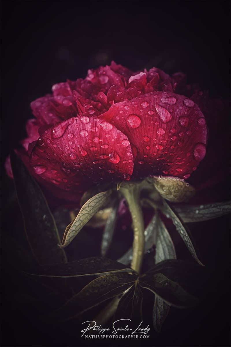 Pivoine après la pluie