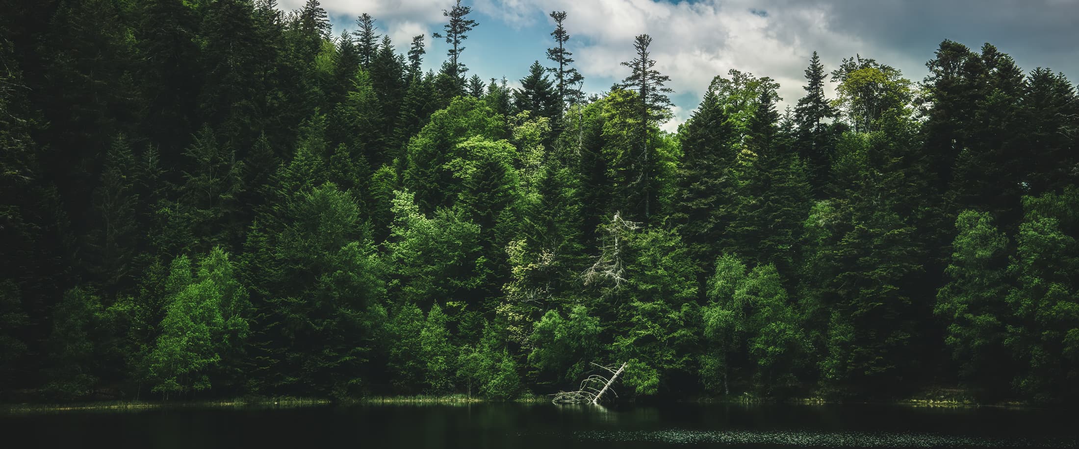 Sapins des Vosges au bord du lac de la Maix
