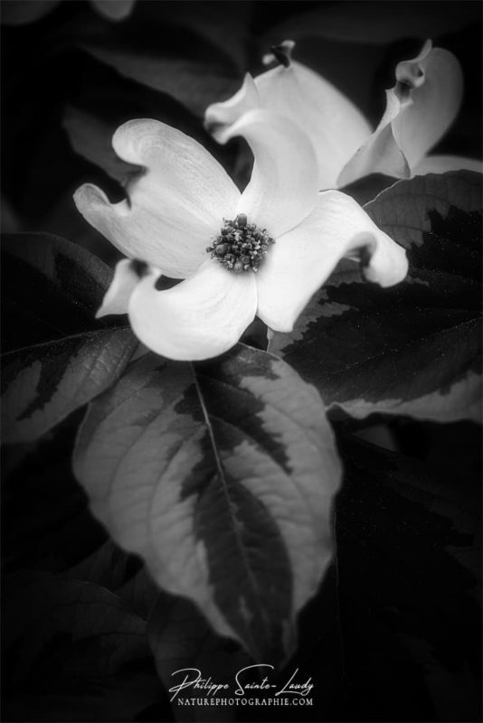 Portrait de fleur de cornouiller blanc